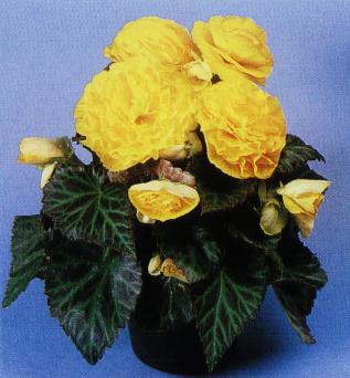 begonia